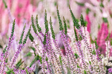 Close up of blooming heather in winter Calluna vulgaris common heather, ling or simply heather. Pink, white, magenta, lilac flowers. Beautiful evergreen shrub heather in the north of Europe - obrazy, fototapety, plakaty