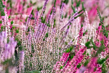 Close up of blooming heather in winter Calluna vulgaris common heather, ling or simply heather. Pink, white, magenta, lilac flowers. Beautiful evergreen shrub heather in the north of Europe