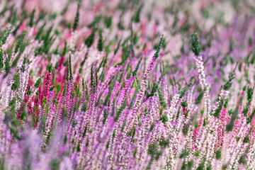 Close up of blooming heather in winter Calluna vulgaris common heather, ling or simply heather. Pink, white, magenta, lilac flowers. Beautiful evergreen shrub heather in the north of Europe