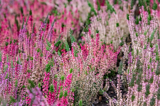 Close up of blooming heather in winter Calluna vulgaris common heather, ling or simply heather. Pink, white, magenta, lilac flowers. Beautiful evergreen shrub heather in the north of Europe