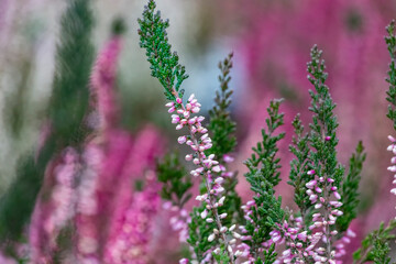 Close up of blooming heather in winter Calluna vulgaris common heather, ling or simply heather. Pink, white, magenta, lilac flowers. Beautiful evergreen shrub heather in the north of Europe