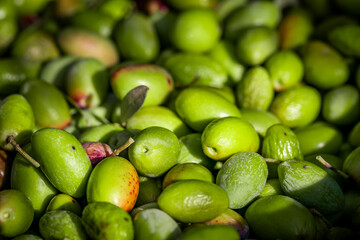 Olive picking for olive oil production. Basket full of olives during harvest, close up. Fresh harvested green olive pattern texture. Olive picking on a sunny day in the south of France.