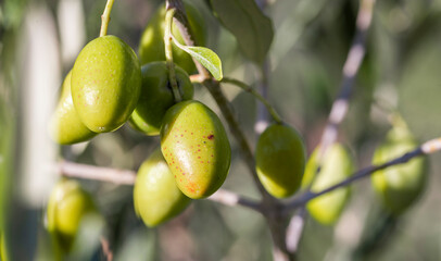 Olive picking for olive oil production. Olive tree branches with olive fruit. Olives ready to harvest. Olive picking on a sunny day in the south of France.