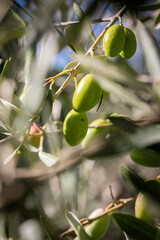 Olive picking for olive oil production. Olive tree branches with olive fruit. Olives ready to harvest. Olive picking on a sunny day in the south of France.