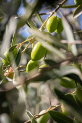 Olive picking for olive oil production. Olive tree branches with olive fruit. Olives ready to harvest. Olive picking on a sunny day in the south of France. Récolte des olives
