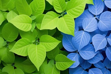 Vibrant contrast of bright green leaves against rich blue foliage, showcasing nature's vivid color palette and leaf textures.