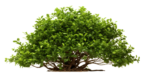 Bush with green leaves cut out