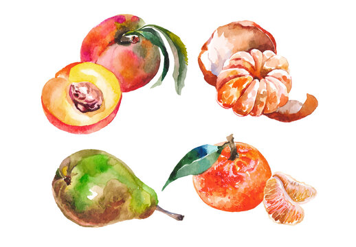 Watercolor painted collection of fruits. Hand drawn fresh food design elements isolated on white background.
