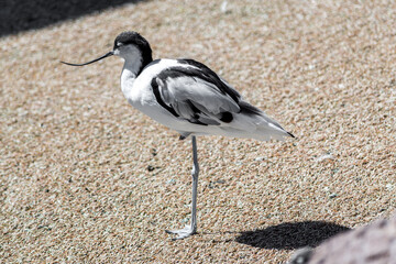 Recurvirostra avosetta or pied avocet adult resting  next to the water in a sunny day. Parent and...