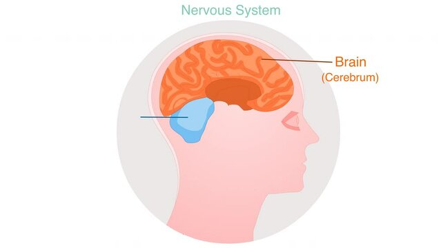 Central nervous system animation. Human head skull section diagram. Side view nerve system organs. Basic annotated central nerve system. White background. Medical lesson 2d drawing illustration video.