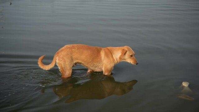 Dog walking on the water, Indian pariah breed