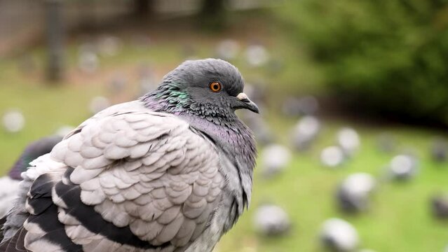 Close up of a looking common pigeon with gray feathers in a park with a flock of birds. Columba livia or rock dove