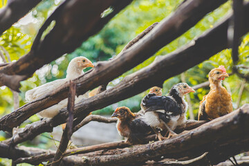Chickens on dry branches