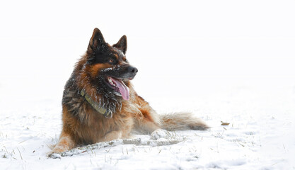The shepherd lies on the snow with a transition to a white background. Sticking out tongue and...