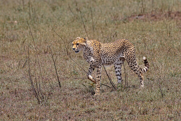 Cheetahs on Safari
