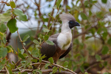 Bare-Faced Go-Away Bird