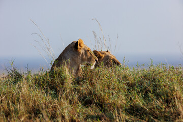 A pair of lion sitting on an edge against blue sky