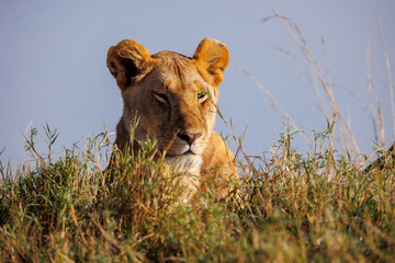 A pair of lion sitting on an edge against blue sky