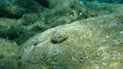 Sea snail banded dye-murex (Hexaplex trunculus) eggs undersea, Aegean Sea, Greece, Halkidiki