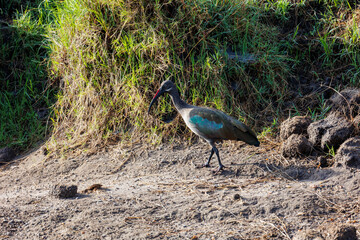 Portrait of a Glossy ibis (Plegadis falcinellus) shot in Masai Mara Kenya