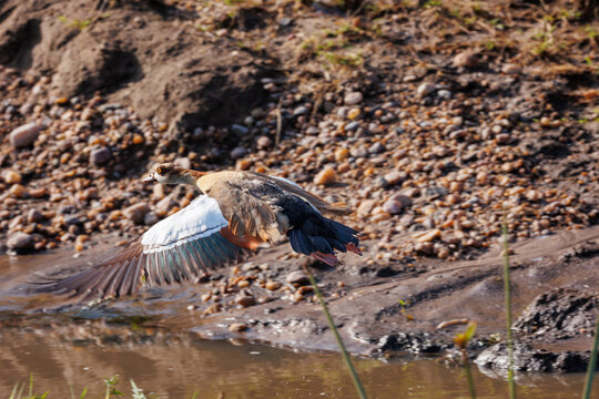 A photo of an Egyptian goose flying in Masai Mara.