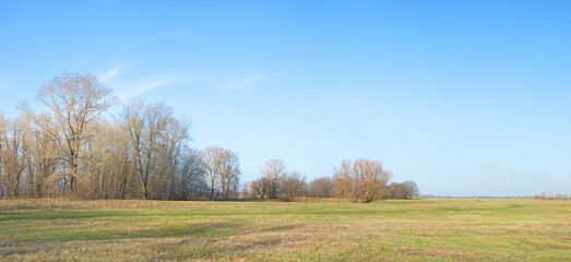 Obraz premium Panorama of a spring meadow with oak trees against a blue sky. April, meadows.
