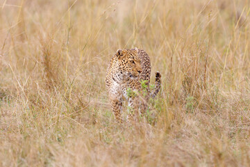 A photo of a leopard walking in tall savannah grassland in Masai Mara Kenya