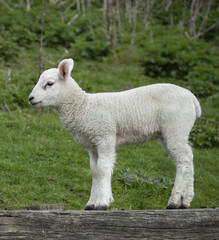 Naklejka na ściany i meble Lamb standing on hard wooden surface