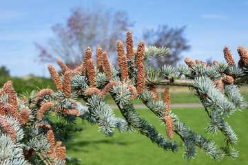 Close up of male cones on an atlas cedar (cedrus atlantica) tree