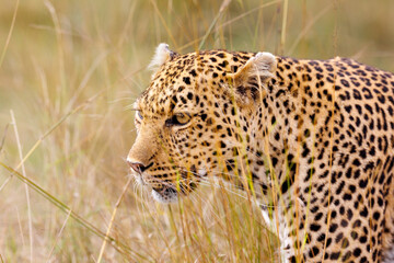 A photo of a leopard walking in tall savannah grassland in Masai Mara Kenya