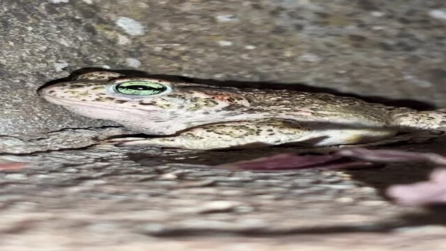 Vertical video close up of Green-eyed Toad (Epidalea calamita) with green eyes in the street at night.