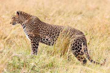 A photo of a leopard standing in tall savannah grassland in Masai Mara Kenya