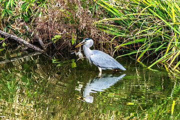 Grey Heron Catching Frog Water Reflection Habikino Osaka Japan