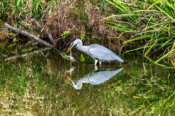 Grey Heron Catching Frog Water Reflection Habikino Osaka Japan