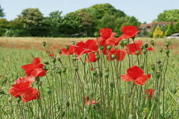 Poppies in a field in Kent