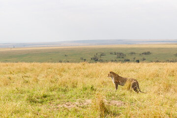 A photo of a leopard standing in tall savannah grassland in Masai Mara Kenya