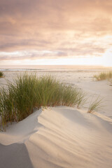 Fototapeta na wymiar native grasses on sandy beach at sunrise 