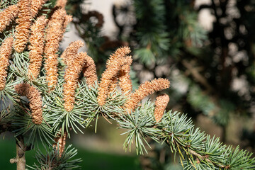 Close up of male cones on an atlas cedar (cedrus atlantica) tree