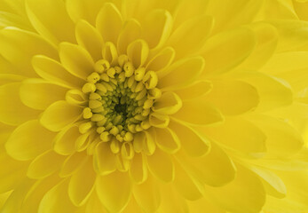 Yellow Chrysanthemum close up
