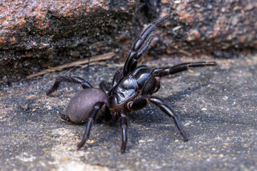 Female Sydney Funnel Web spider in defensive stance