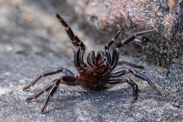 Defensive Female Sydney Funnel Web Spider with venom droplets on fangs