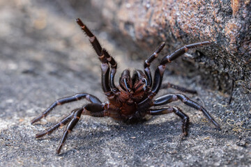 Defensive Female Sydney Funnel Web Spider with venom droplets on fangs