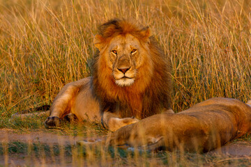 A pair of lion and lioness sitting in grassland in Masai Mara Kenya, in golden sunrise hour