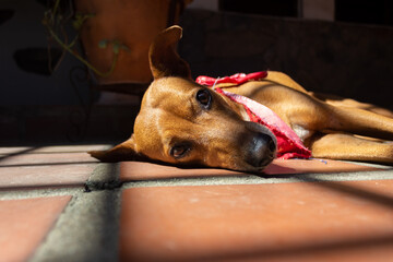 Dog sleeping on the floor in the shade of the sun. Selective focus.