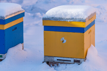 Naklejka premium Colorful yellow and blue beehives covered with snow, closeup. Beehive in the apiary in winter. Heavy frost, a lot of snow. Ukraine