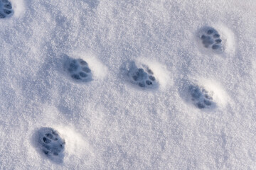 Cat footprints in the white snow in the winter, closeup, top view - Powered by Adobe