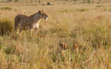 A backlit photo of Lion cubs with mother at Masai Mara, Kenya