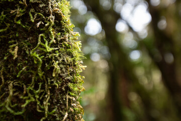 Obraz premium New Zealand Lichens and mosses growing on a tree