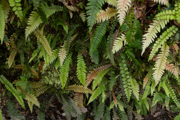 New Zealand Native ferns