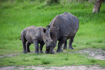White rhino and her calf in a nature reserve in Zimbabwe
